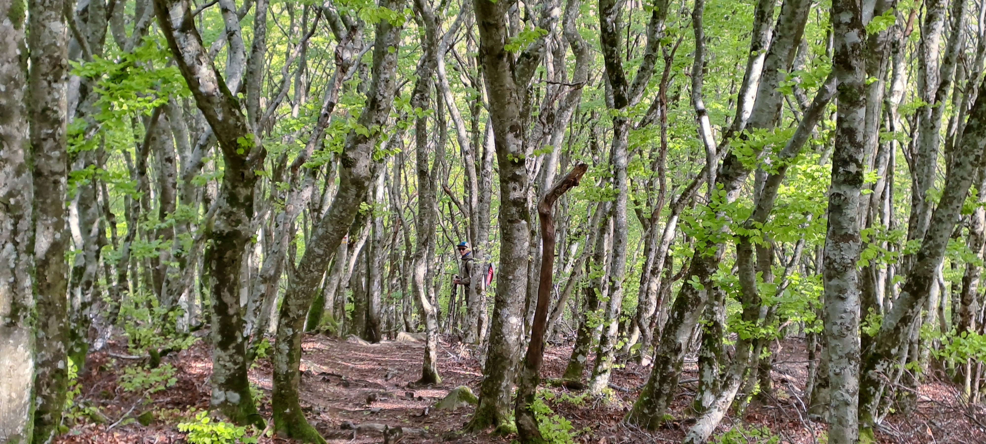 forêt de hêtres